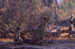 Cheetah.jpg