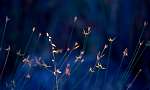 Flowers.jpg