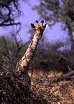 Giraffe_1.jpg