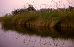 Reeds.jpg