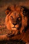 lion.jpg