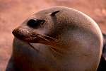 seal.jpg