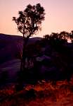 Sunset_Tree.jpg