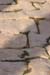 Jerash_20